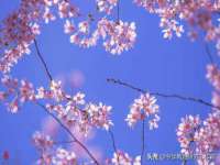 安徽杰盼电子商务有限公司