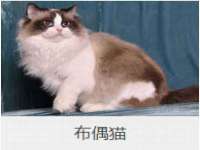 安徽杰盼电子商务有限公司