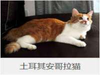 安徽杰盼电子商务有限公司