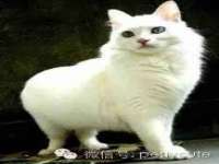安徽杰盼电子商务有限公司