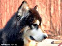 安徽杰盼电子商务有限公司