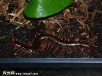 安徽杰盼电子商务有限公司